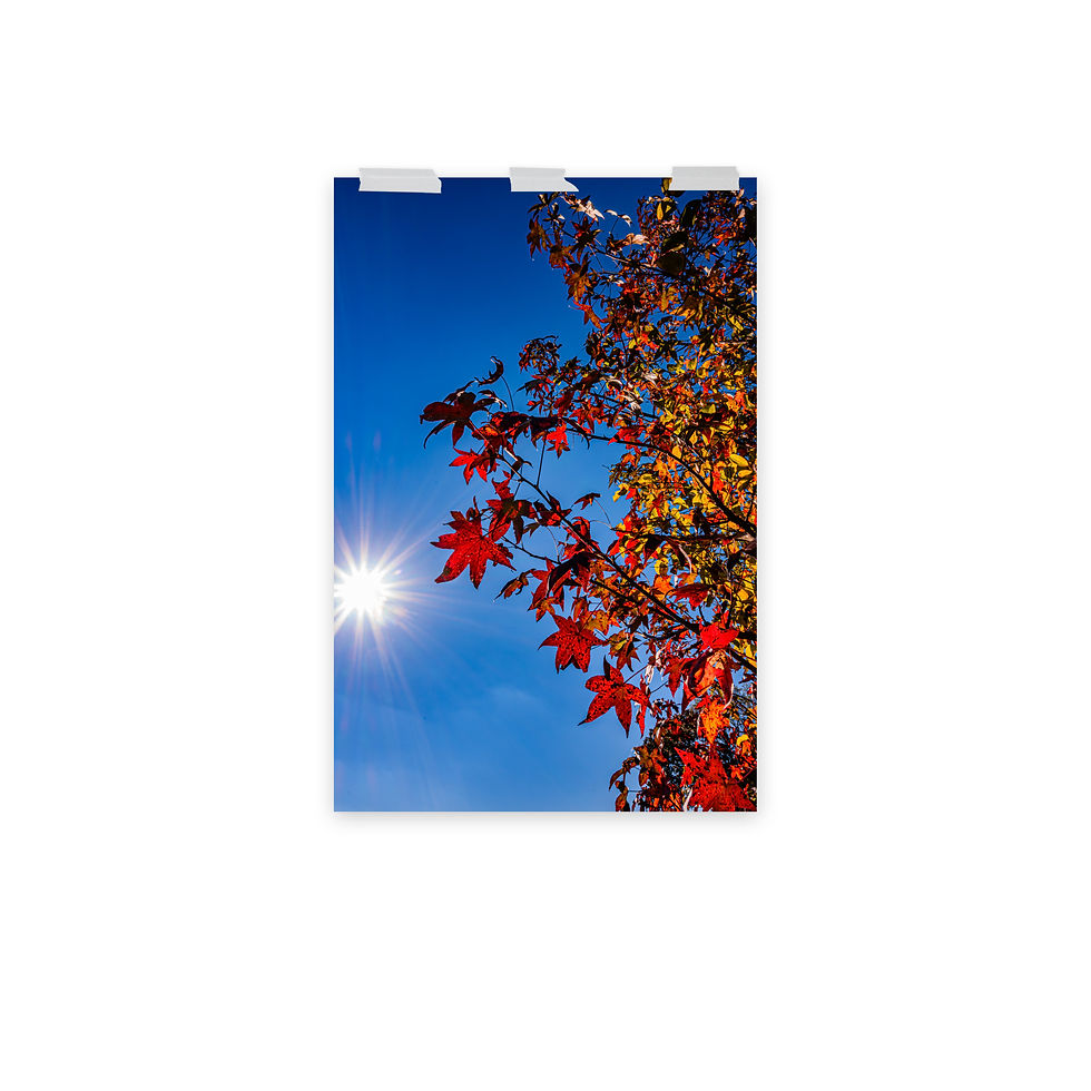Thumbnail: Sundaze of Fall - Fine Art Print