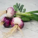 Onion-Wethersfield-Red-ON127-DSC06299.webp