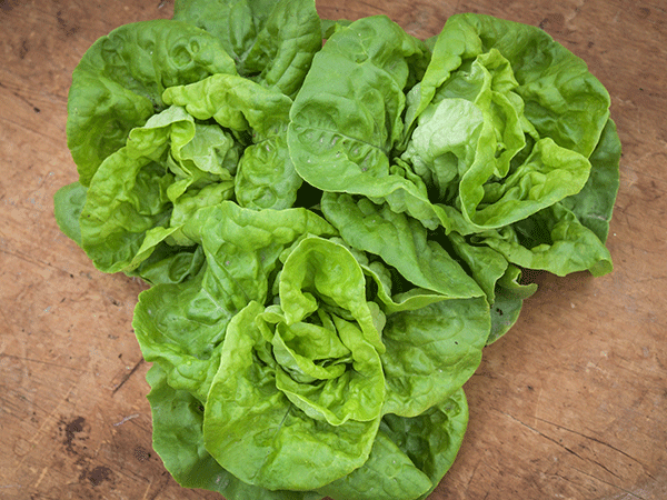 Lettuce - Landis Winter