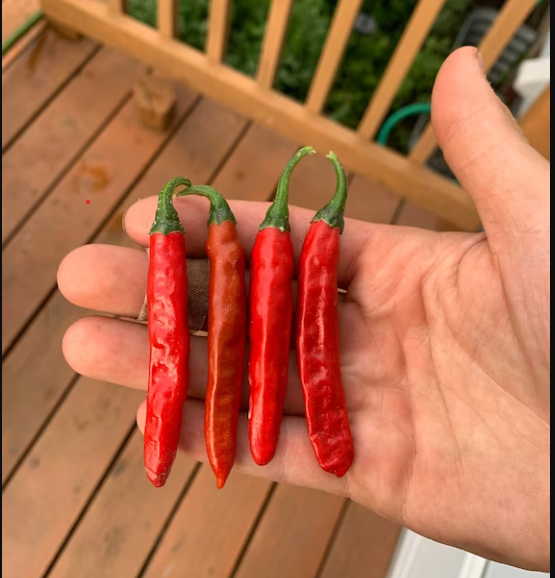 Pepper: Punjab