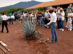 Exploring the Art of Crafting Tequila from Blue Agave
