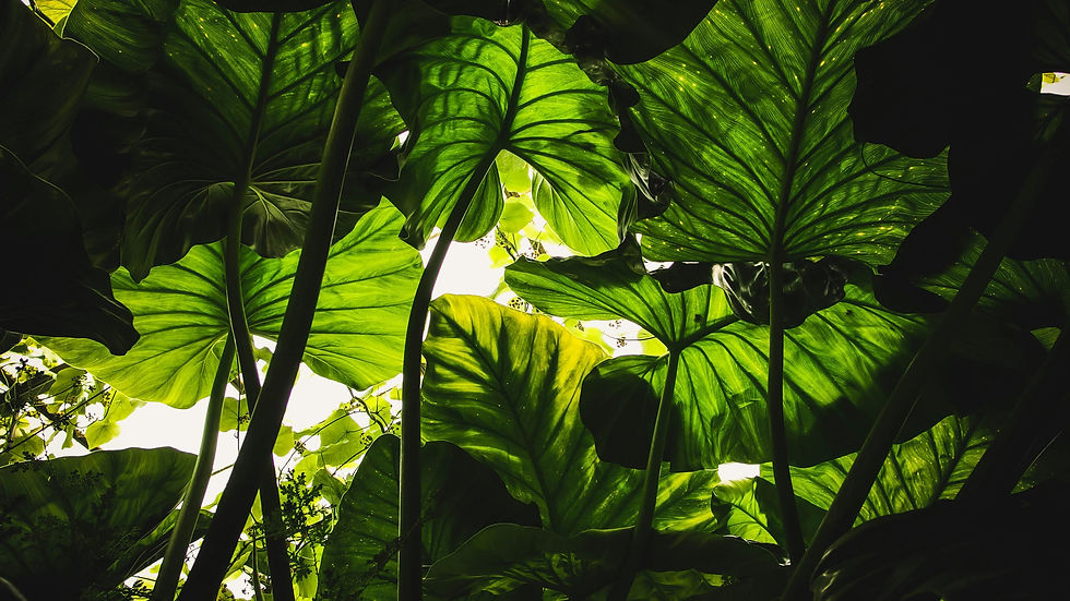Plantes