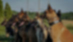 Screen Shot 2024-03-27 at 6_05_17 PM_edited.jpg