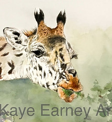 A giraffe eating leaves in the wild.