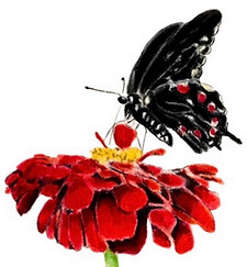 A red-spotted black butterfly pollinating a red flower.