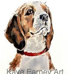 A pet beagle with its head held high wearing a red collar. 