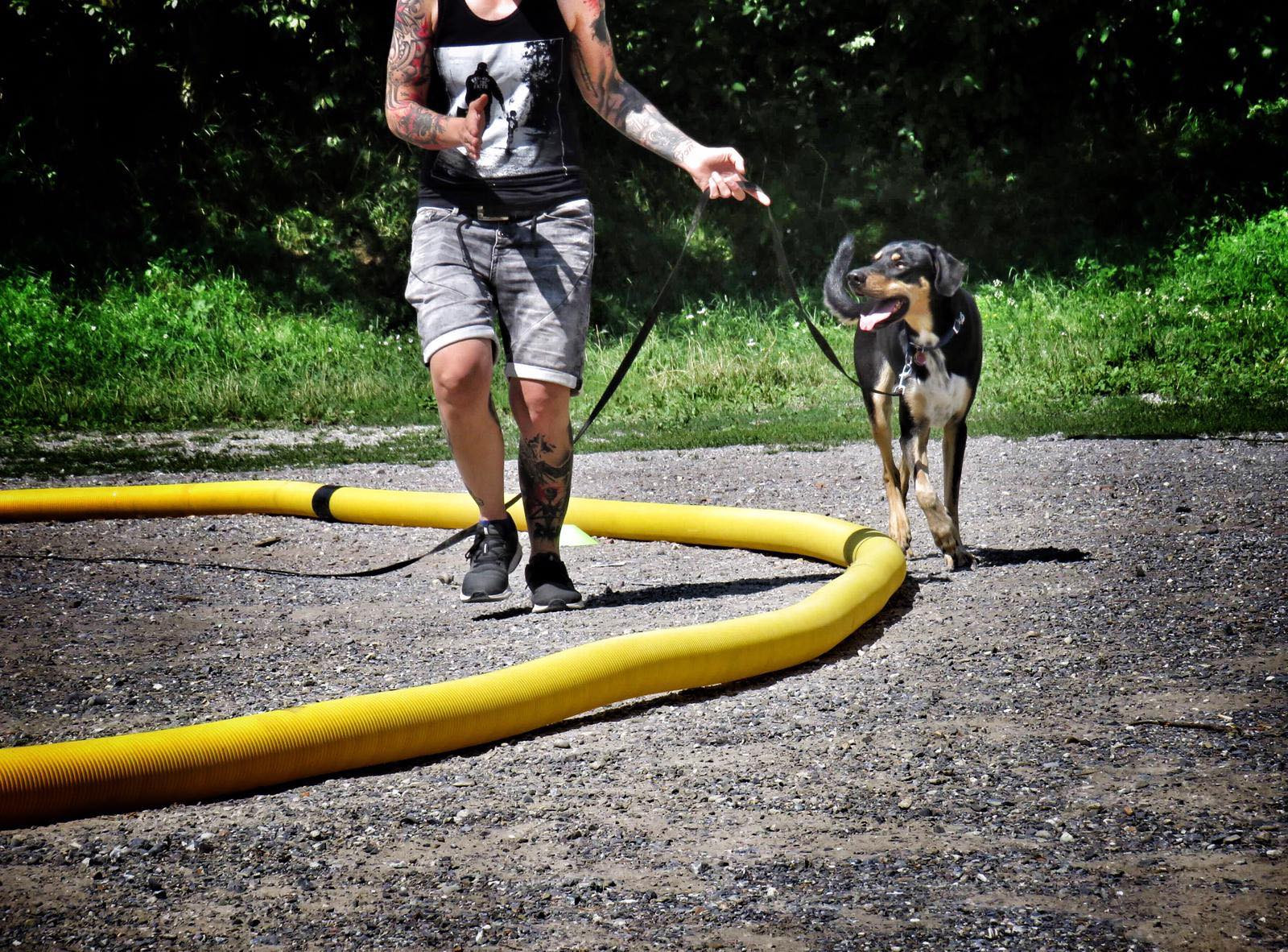 Hundeschule am Bodensee Lake Dog Hundeschule Bodenseekreis Longieren
