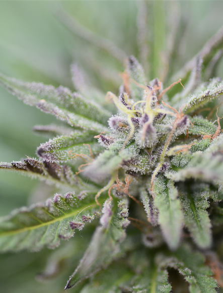 Fox Nug Tahoe Og 1_edited
