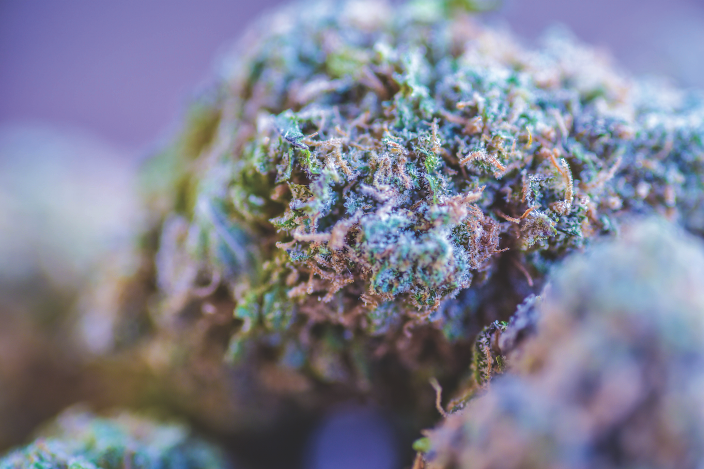 FOX & NUG Grape Ape 4