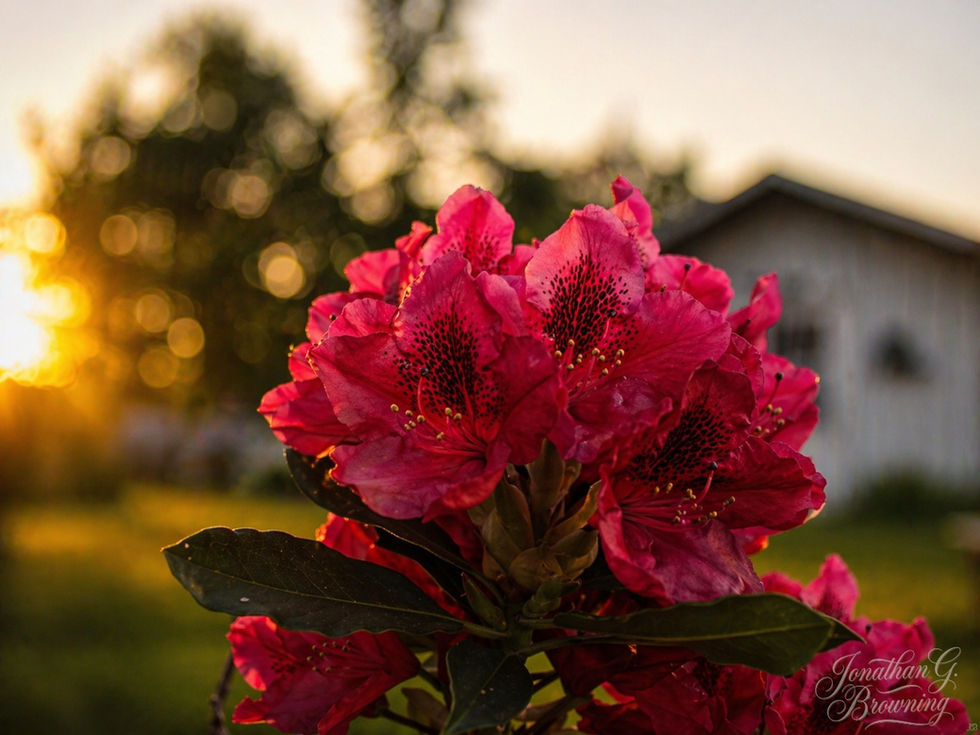 Close-up of vibrant pink rhododendron flowers with dark speckled centers blooming at sunset, with a blurred house and golden sky in the background. Photography by Jonathan G. Browning.