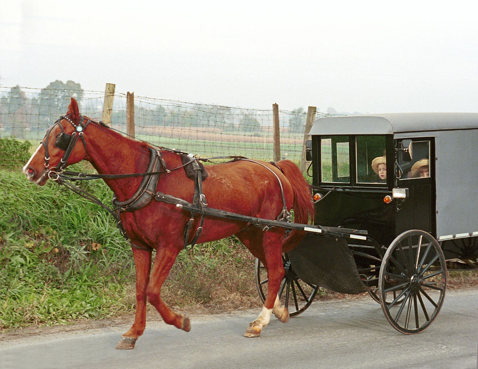 Horse and enclosed buggy on a rural road; representative country-travel photograph.