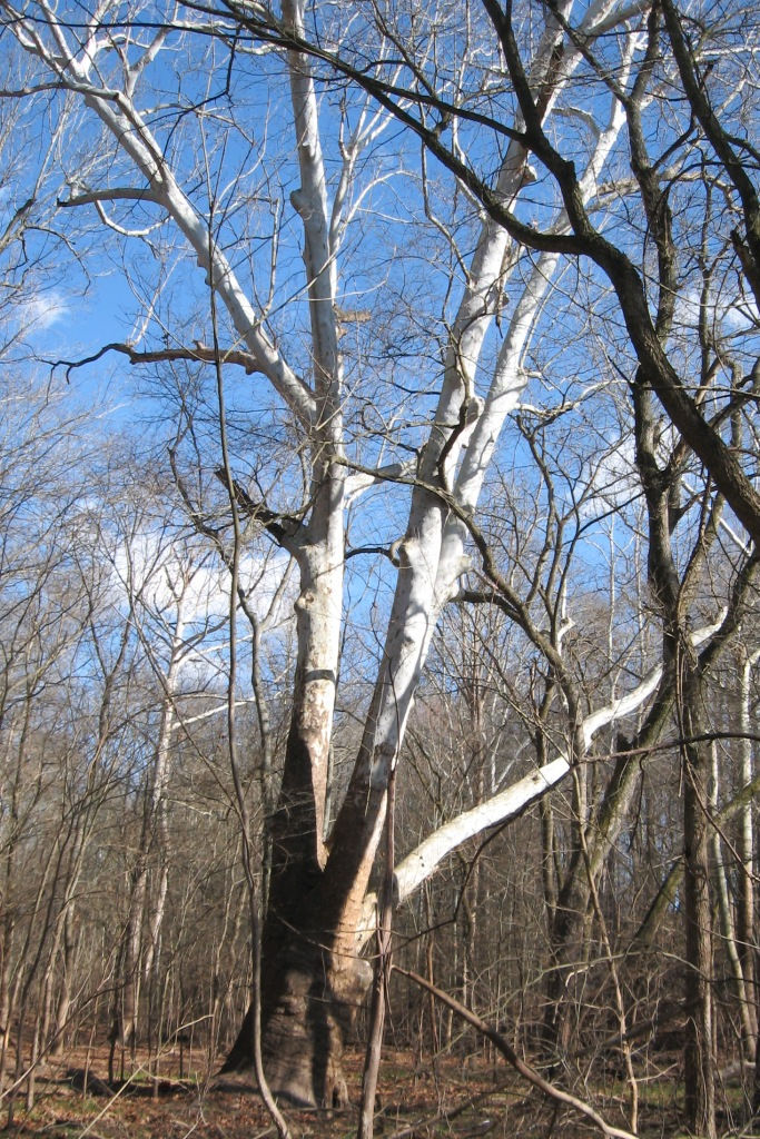 American sycamore with pale branching trunks at Barren River Lake, Kentucky.