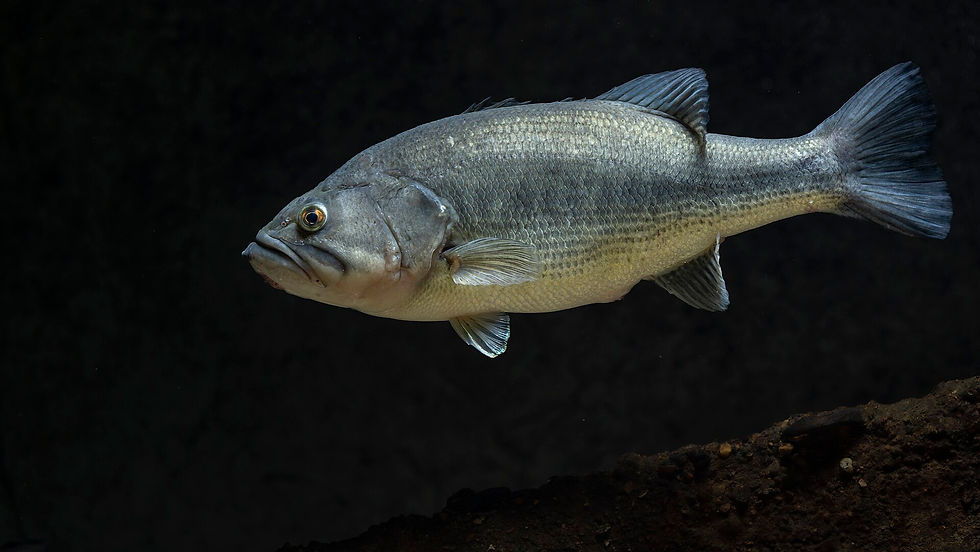 Largemouth bass photographed at Gavins Point National Fish Hatchery