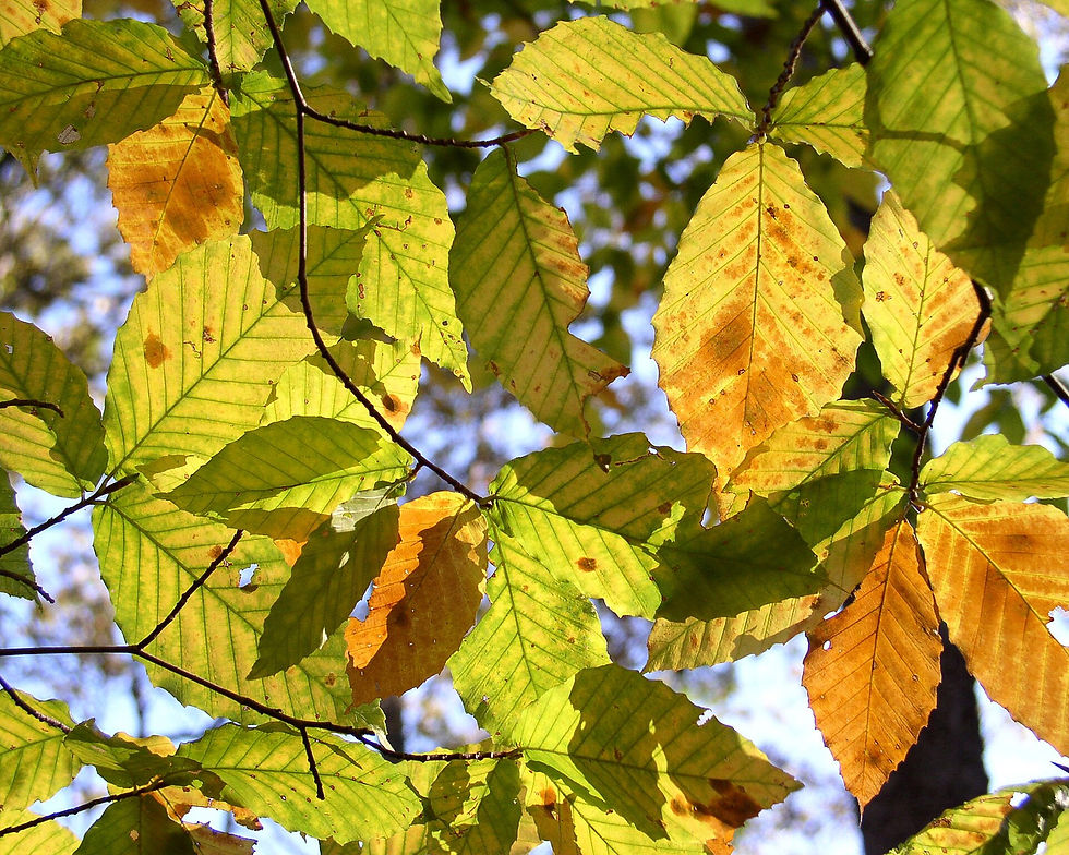 Beech leaves turning yellow and rust in fall at Mammoth Cave National Park, Kentucky