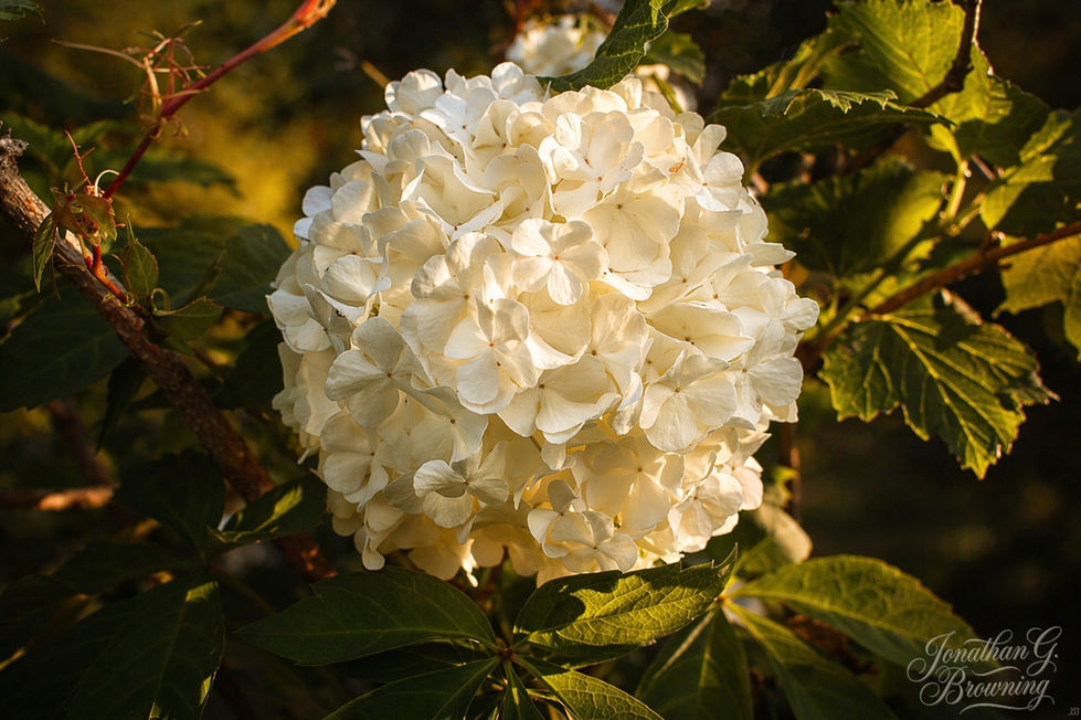 Close-up of a large, creamy white snowball bush (Viburnum opulus 'Roseum') flower cluster glowing in golden sunset light, surrounded by green leaves on woody branches. Garden photography by Jonathan G. Browning.