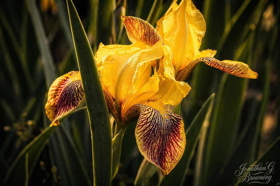 Close-up of a vibrant yellow bearded iris (Iris germanica) with deep burgundy-red markings on the falls, illuminated by golden sunlight. Garden photography by Jonathan G. Browning.