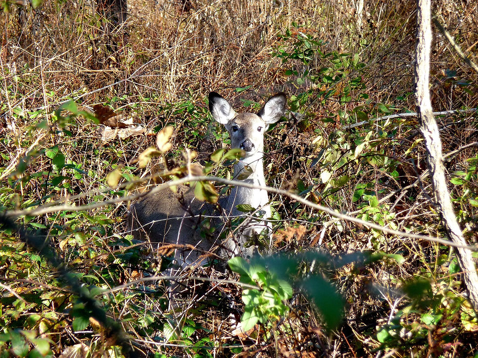 White-tailed doe standing in tall grass