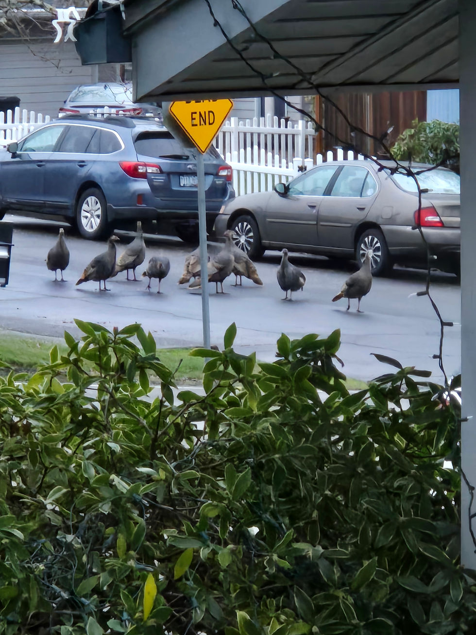 Our neighbors