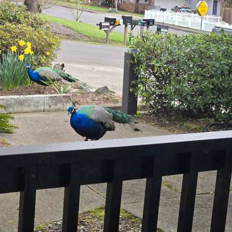 Lovely Spring and Author News