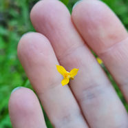 Ego é barulho - Consciência é silêncio