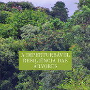 A imperturbável resiliência das árvores