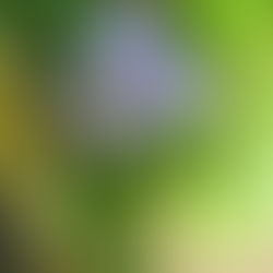 Sementes com história: Vagem vermelha gigante