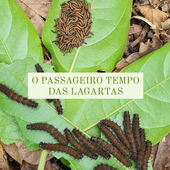 O passageiro tempo das lagartas