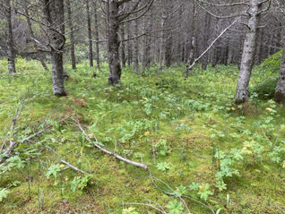 Þróun skógarbotnsins