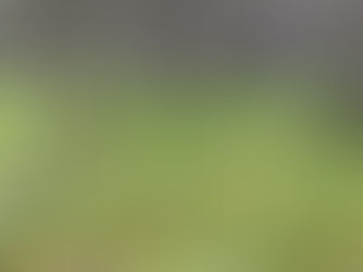 Þróun skógarbotnsins