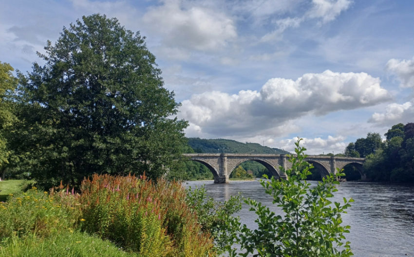 Einn stór ölur ásamt afkvæmum sínum við ána Tay í Skotlandi. Þarna vex tegundin Alnus glutinosa villt við árbakkann.