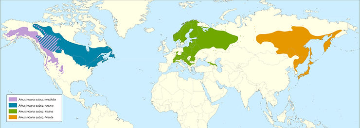 Kort frá Wikipediu sem sýnir útbreiðslu þeirra tegunda sem stundum eru flokkaðar sem Alnus incana. Íslensku nöfnin má sjá í töflunni hér að ofan ef þau eru til. Tvær villur eru í myndinni samkvæmt WFO. Eina tegund, A. incana ssp. kolaensis, vantar. Hún vex á svæðinu milli gráelris og hæruelris og skarast við gráelrið á þessari mynd. Samkvæmt WFO hefur verið fallið frá því að flokka hæruelrið, A. hirsuta, sem vex austast í Asíu sem undirtegund gráelris. A. oblongifolia er ekki á kortinu og er það í samræmi við nýjustu rannsóknir. Það vex sunnan við A. tenuifolia.