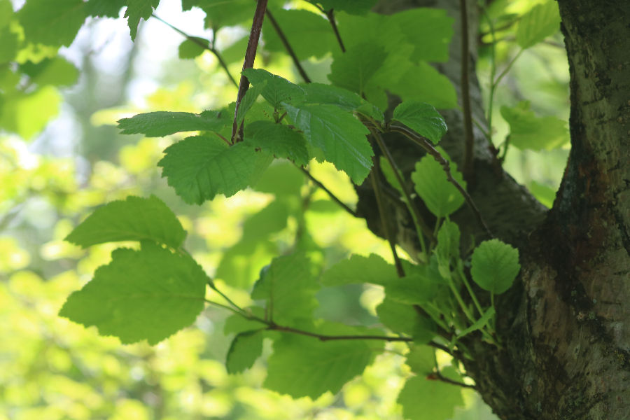 Lauf á hæruelri, Alnus hirsuta, í Lystigarðinum á Akureyri. Margar aðrar elritegundir hafa staðið sig betur á Íslandi. Mynd: Sig.A.