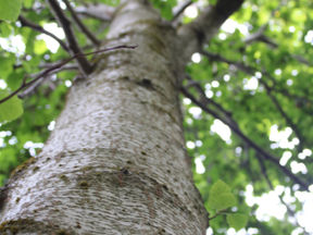 Gráelri frá Evrópu - Annar hluti