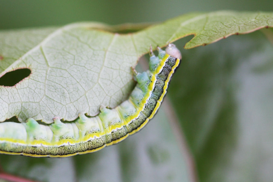 Lirfur ertuyglunnar eru með glæsilegustu lirfum á Íslandi. Eins og margar aðrar fiðrildalirfur háma þær í sig laufblöð í svo miklu magni að fólk hrópar jafnvel „ja, hver röndóttur“ ef mikið er um þær. Mynd: Brynja Hrafnkelsdóttir.