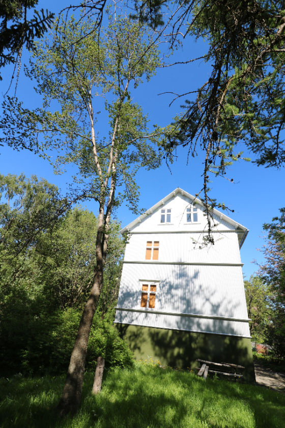 Álmur sunnan við Gömlu-Gróðrarstöðina sem var gróðursettur um 1980. Jón Rögnvaldsson, stofnandi og fyrsti formaður Skógræktarfélags Eyfirðinga, vildi að þarna yrði starfræktur garðyrkjuskóli. Mynd: Sig.A.