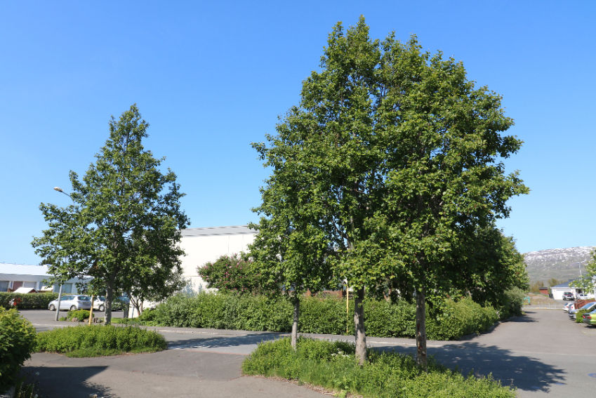 Við höfum skrifað fjölmarga pistla um elri, Alnus, og fleiri eru í farvatninu. Það er af sömu ætt og birkið. Myndin sýnir gráelri á Akureyri. Mynd: Sig.A.