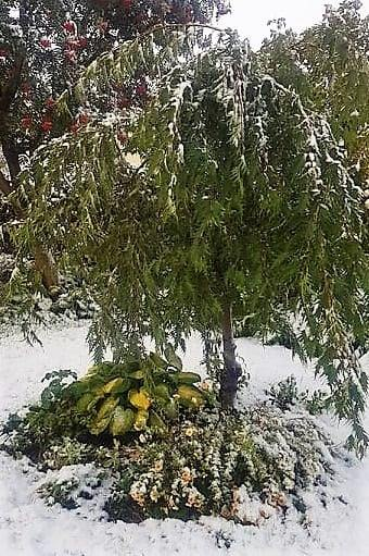 Gráelri, Alnus incana, með flipótt eða fjaðrað lauf í garði í Síðuhverfi. Undir því vaxa brúskur, Hosta, og runnamura, Dasiphora fruticosa 'Tangerine'. Mynd: Sig.A.