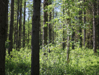 Skógarbotnsplöntur