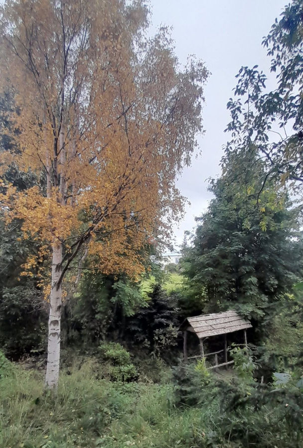 Birki frá Anchorage í Alaska sem plantað var í Kristnesi í Eyjafirði um 1990. Þegar tegundin kom var talið að þetta væri næfurbirki, Betula papyrifera. Nú er það flokkað sem undirtegund hengibirkis, B. pendula ssp. mandschurica. Sú undirtegund var um tíma flokkuð sem sérstök tegund, B. mandschurica og kölluð mansúríubirki. Svona er hægt að flækja hlutina. Munurinn á hefðbundnu hengibirki og mansjúríubirki er meðal annars sá að greinarnar hanga ekki á þessu tré. Reyndar hafa bara sumar hengibjarkir hangandi greinar. Er þetta ekki einfalt? Mynd: Helgi Þórsson.