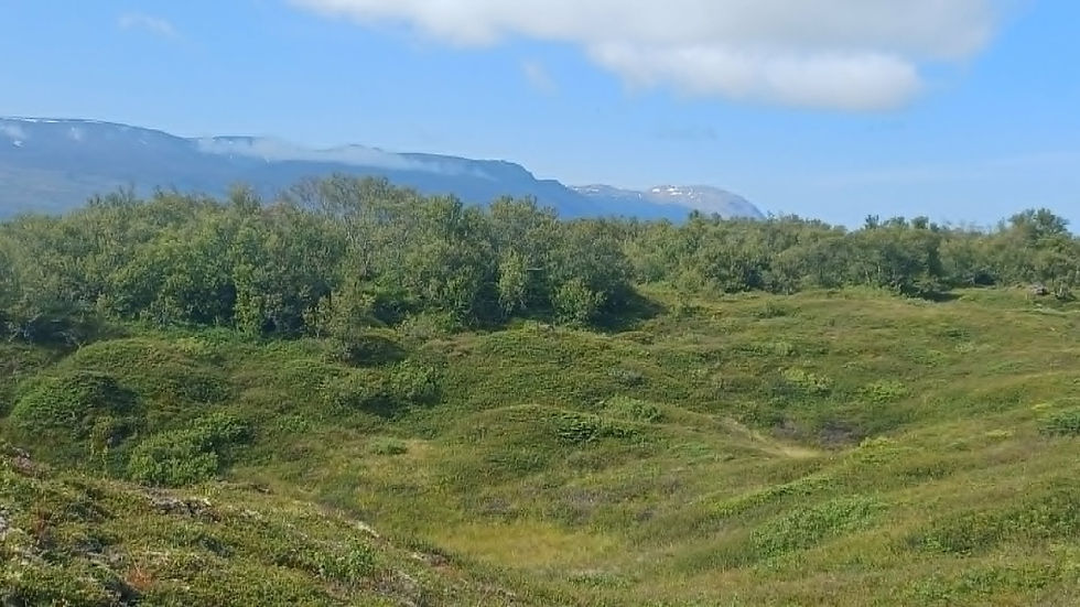 Hér má bæði sjá ilmbirki og fjalldrapa ásamt til dæmis eini og lyngtegundum. Mynd: Sig.A. 30. júlí 2026.