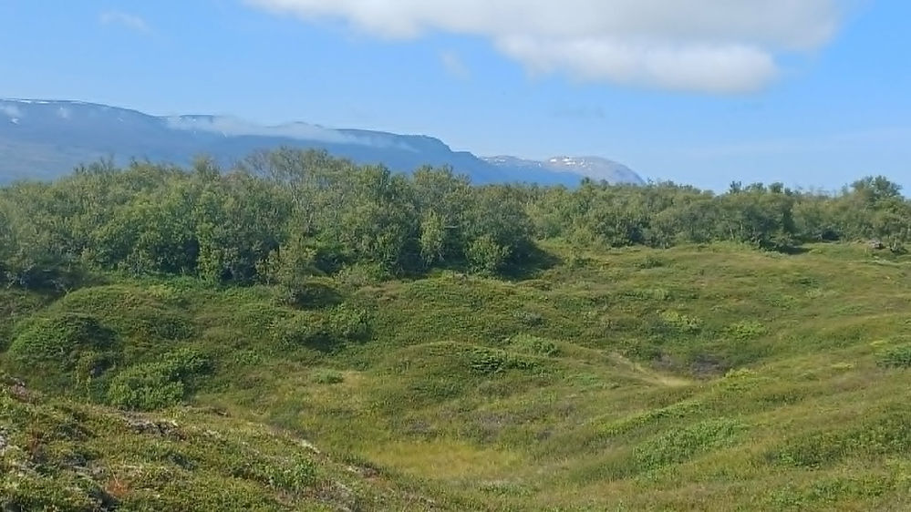 Hér má bæði sjá ilmbirki og fjalldrapa ásamt til dæmis eini og lyngtegundum. Mynd: Sig.A. 30. júlí 2026.