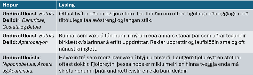 Til hægðarauka má skipta öllu birki í þrjá hópa. Fyrstu tveir hóparnir tilheyra sömu undirættkvísl og í henni eru sennilega allar þær birkitegundir sem reyndar hafa verið á landinu. Síðasti hópurinn geymir fjarskyldari tegundir sem eiga litla möguleika hér á landi. Byggt á Ashburner & McAllister (2013).