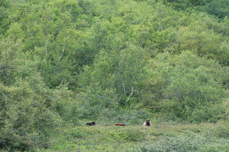 Stór hluti villtra, íslenskra birkiskóga er beittur. Ef þeir væru allir svona gróskumiklir væri það í góðu lagi. Samtals þekja birkiskógar og birkikjarr aðeins um 1,5% landsins. Mynd: Sig.A.