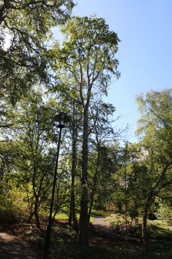 Ungur, beinvaxinn og glæsilegur fulltrúi sinnar tegundar í Lystigarðinum á Akureyri sumarið 2025. Mynd: Sig.A.