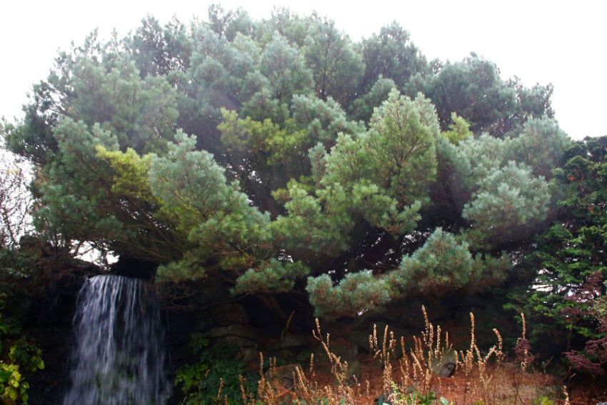 Pinus sylvestris 'Beuvronensis' er sérstakt, bláleitt yrki af skógarfuru en sumar greinar þessa einstaklings hafa eðlilegan, grænan lit. Skógarfura vex á mjög stóru svæði í Evrópu og Asíu. Þar á meðal vex hún bæði í Ölpunum og í Píreneafjöllum. Myndin er tekin í Edinborg.