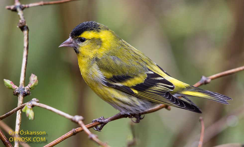 Karlkyns barrfinka á Suðurlandi. Örn Óskarsson (2025) telur líklegt að tegundin hafi verpt árlega á Suðurlandi frá því upp úr aldamótum. Samkvæmt Náttúrufræðistonun (2026) telst hann til íslenskra varpfugla. Mynd: Örn Óskarsson.