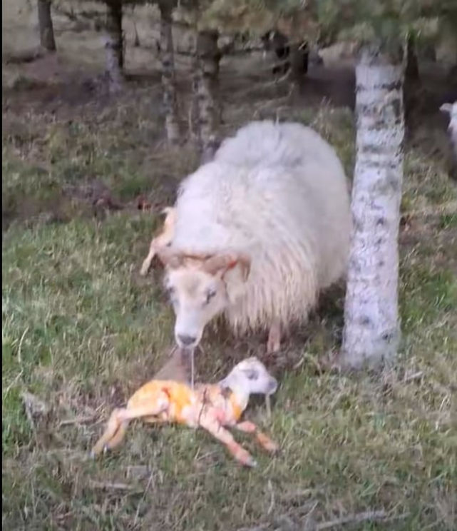 Ær karar nýfætt lamb sitt í Brekkugerði í Fljótsdal undir skermi blágrenitrjáa af kvæminu Rio Grande sem plantað var 1999. Myndin er skjáskot úr myndbandi sem Jóhann Frímann Þórhallsson tók vorið 2026.