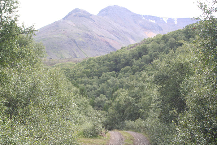 Birki í Leyningshólum í Eyjafirði. Leyningshólar er einn af ellefu reitum sem Skógræktarfélag Eyfirðinga hefur umsjón með. Mynd: Sig.A.