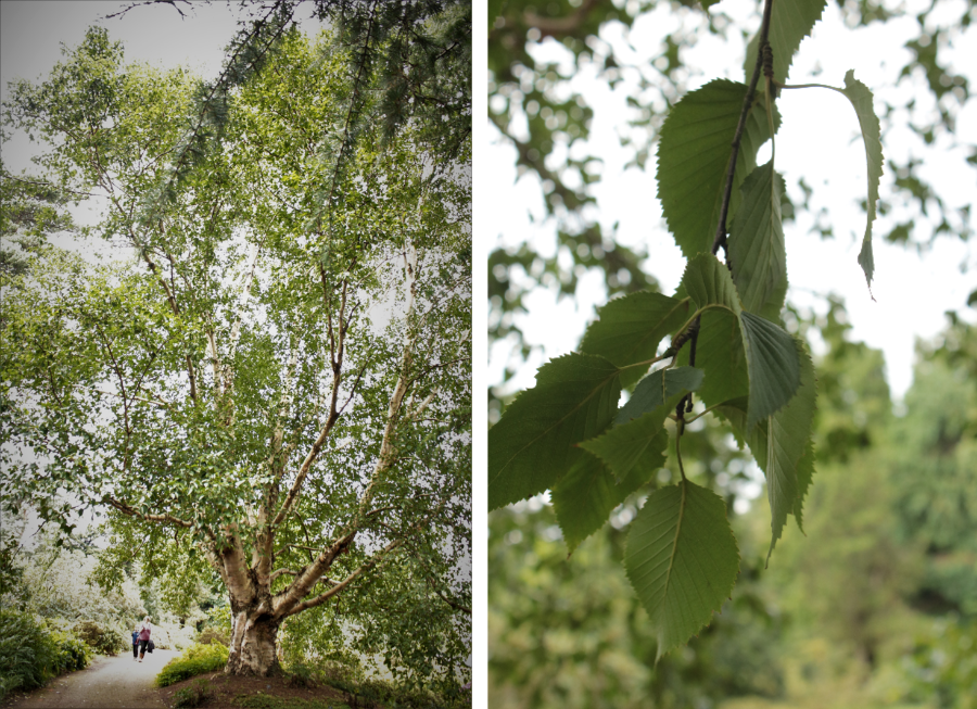 Þessi planta var merkt sem Betula albosinensis í grasagarðinum í Edinborg í ágúst árið 2019. Nú er hún flokkuð sem undirtegund snæbjarkar og kallast B. utilis ssp. albosinensis. Myndir: Sig.A.