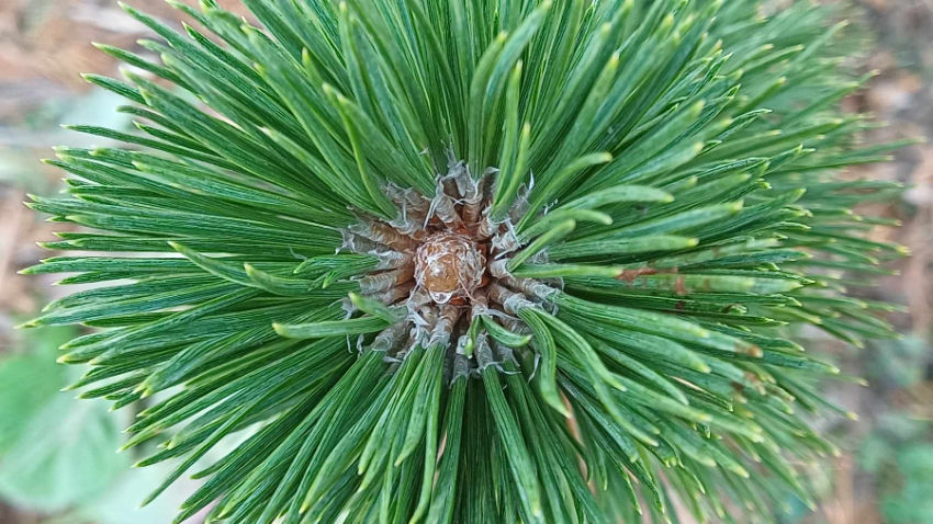 Horft á brum og nálar bergfurunnar. Sjá má ljósbrúnt hært brum og barrnálarnar sem alltaf eru tvær í hverju knippi.